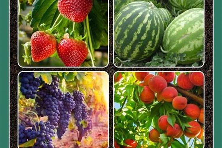 种花生用什么肥料最好,怎么施肥