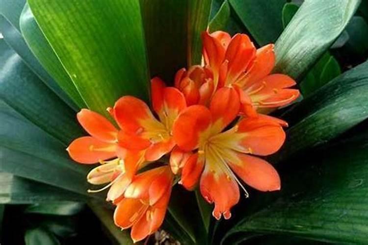 鞍山的特产都有什么