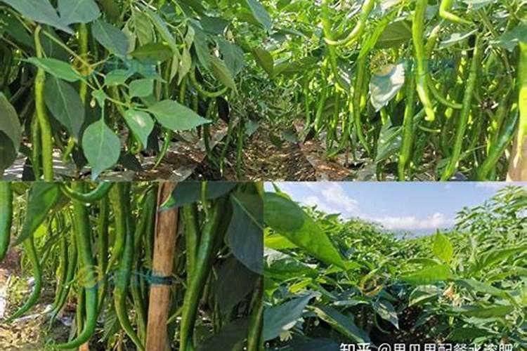 辣椒使用水溶肥的好处有哪些？辣椒用什么肥料有助于长势？