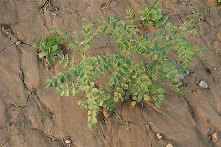 中药材地黄、枸杞、甘草、太子参什么肥料有助长根？