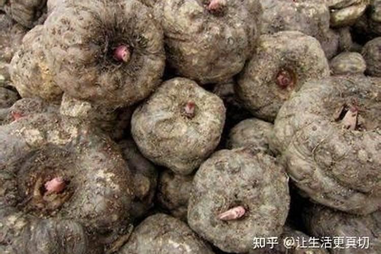种植魔芋用什么肥料长得大