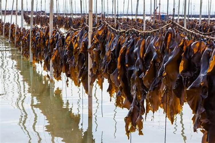 请问澡类用什么培育？