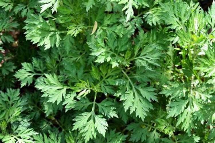 艾草上什么肥料？