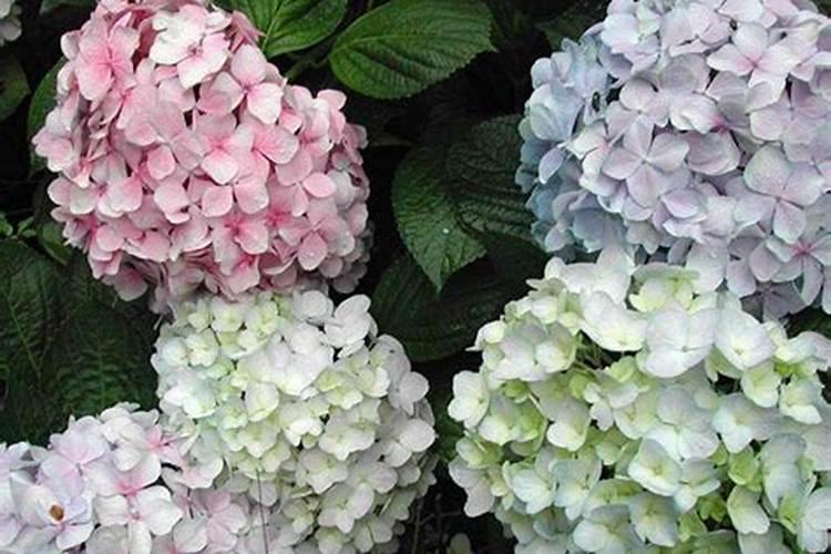 绣球花施什么肥