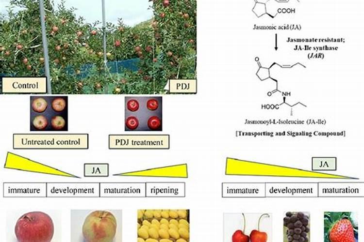 桃树膨果增甜用什么肥？桃树什么时候打膨大剂？桃树水溶肥用调色师