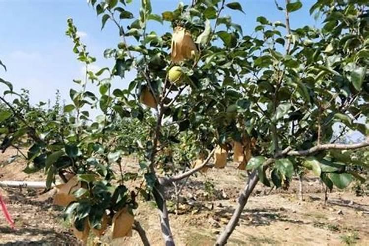 梨树追肥注意什么