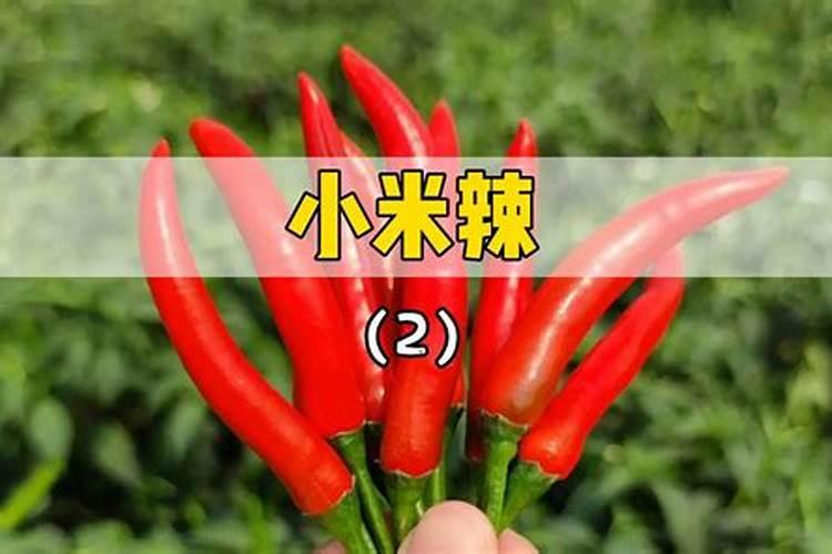 辣椒苗种下后多久能施肥 辣椒苗怎么施肥长得快