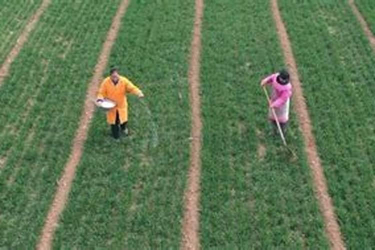 氮肥可以兑水浇花吗