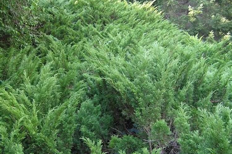 蔬菜叶面肥木醋液好用吗