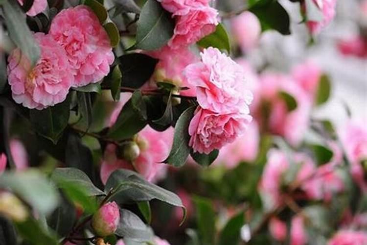 茶花长芽前如何施肥新芽更粗壮