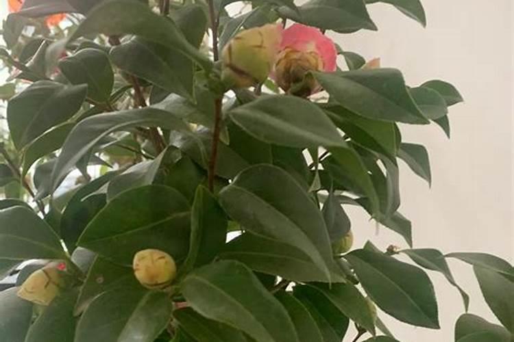 茶花有花苞能喷磷酸二氢钾吗 怎样给茶花施磷酸二氢钾