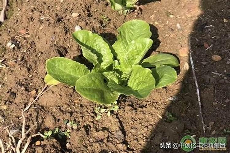 植物什么时候施用磷肥