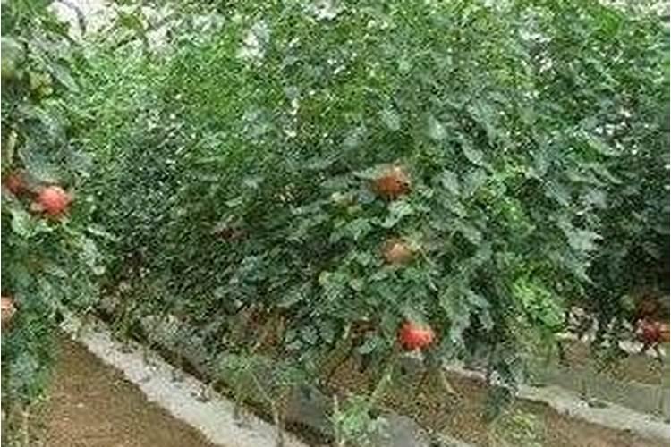 温室大棚西红柿如何施肥？叶面喷施注意事项