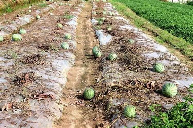 地里烂西瓜可以当成肥料用吗