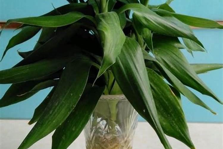 水养富贵竹水里加什么