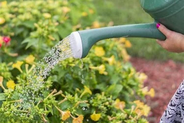 冬天养花爱黄叶,这种“废水”浇花时用2次,不黄叶蹭蹭长