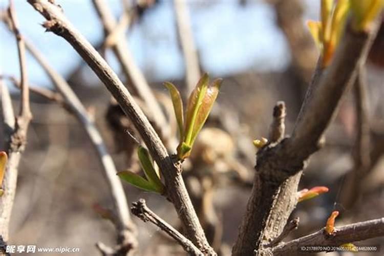 石榴树在哪些时期可以开始追肥？