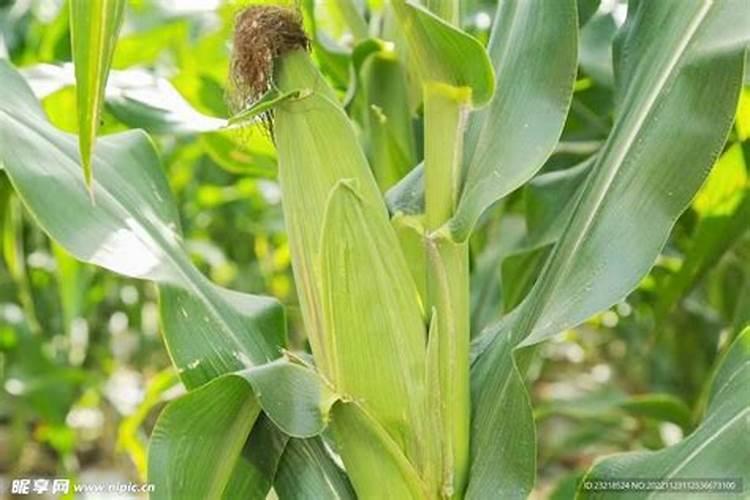 玉米施什么肥最好