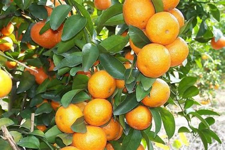 冬天蔬菜怎么过冬 超简易蔬菜越冬方法分享