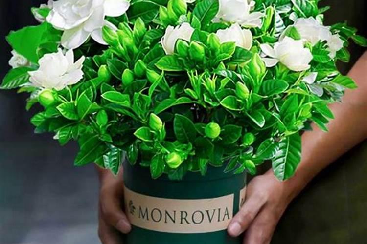 果树施肥方法大全