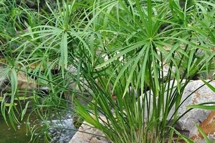 西瓜挂果后施什么肥,挂果后怎么浇水