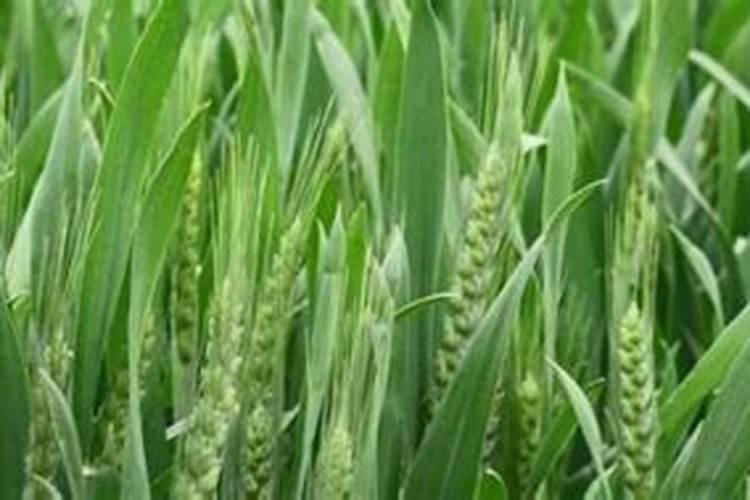 小麦三遍药什么时间打最佳喷施时间