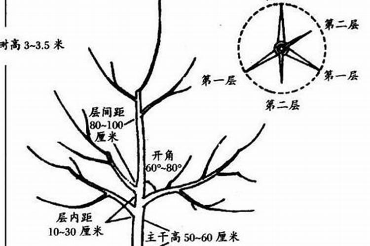 果树剪完枝如何处理