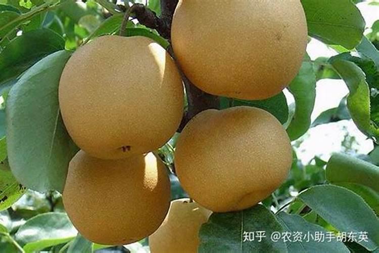 库尔勒香梨开花前期打什么(营养药