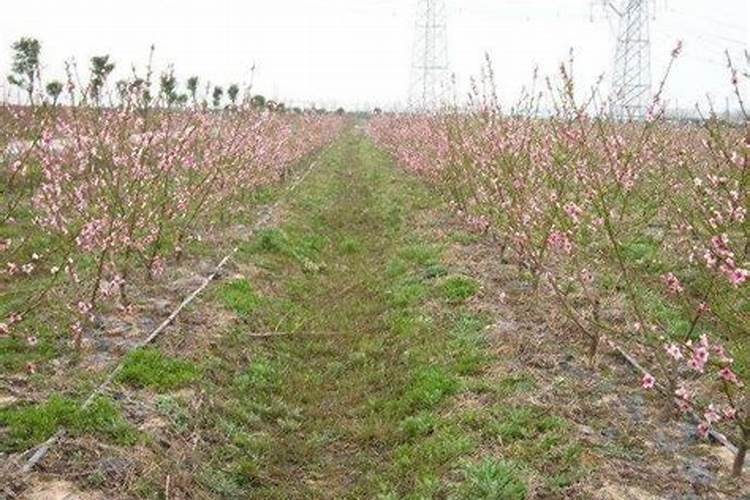 桃树钙肥喷太多了怎么办