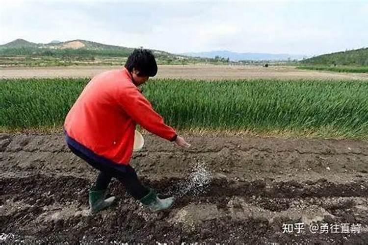 小麦返青水什么时候浇,小麦返青水早浇好还是晚浇好