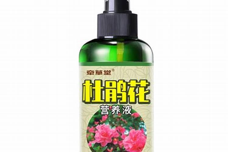 杜娟花施什么肥