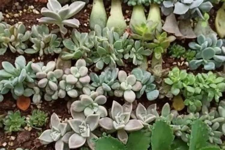 盆栽多肉植物施什么肥 该如何施肥