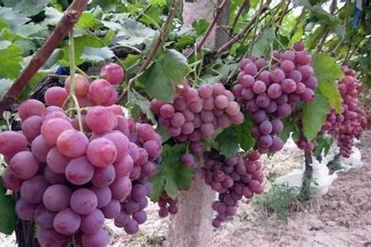 一棵果树施磷肥最简单三个步骤