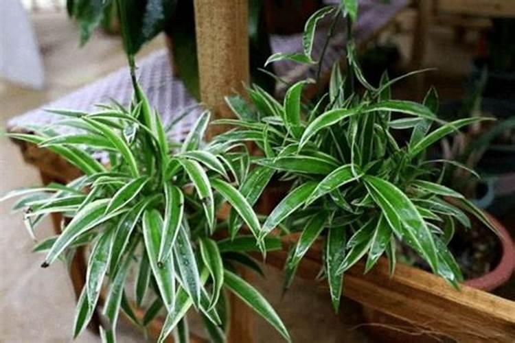 金边吊兰施什么肥料？