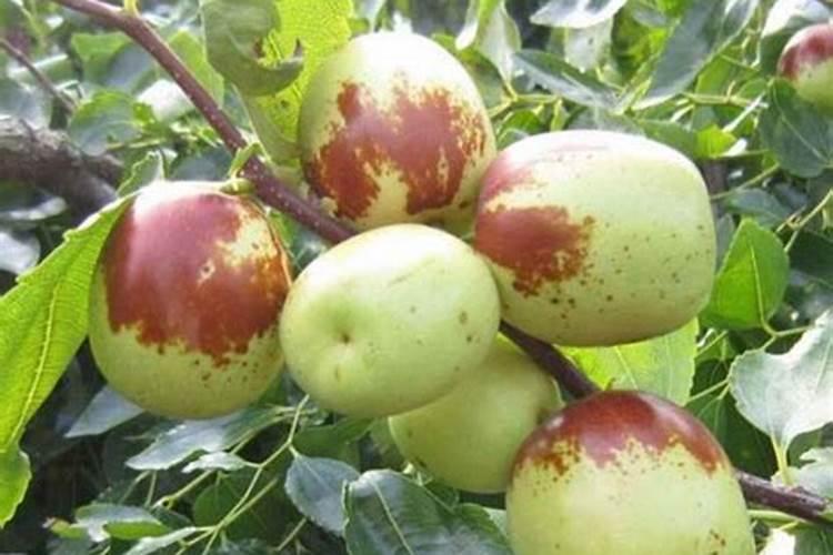 枣树开花坐果期喷啥水溶肥好？