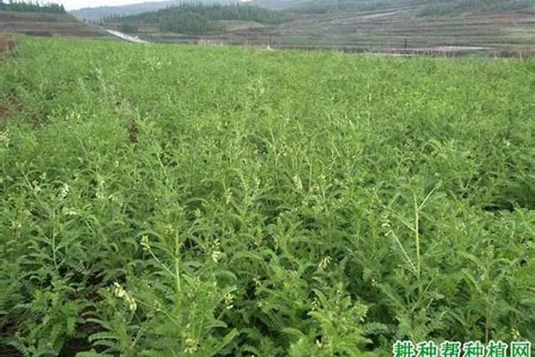 种植黄芪花荚期怎么施肥果大产量高？黄芪高产施肥管理建议