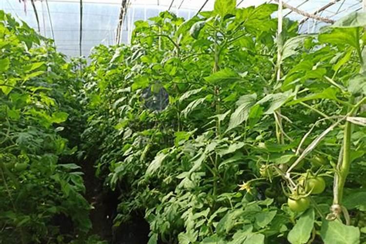 西红柿需要什么肥料