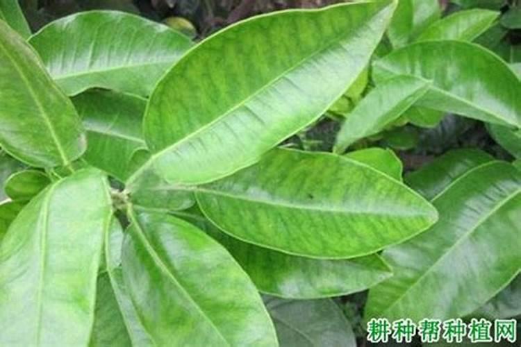 柚子树的树叶掉光的原因是什么？如何养好柚子树？