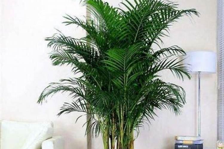 尿素可以喷施叶面肥吗