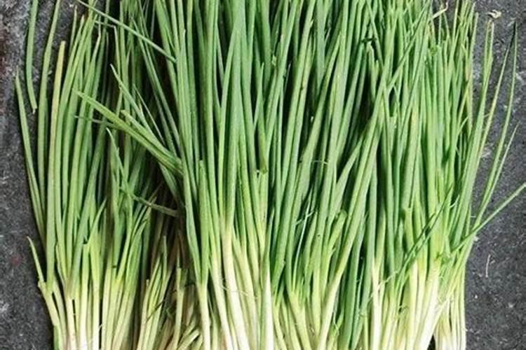 四季小香葱的种植时间及方法要点