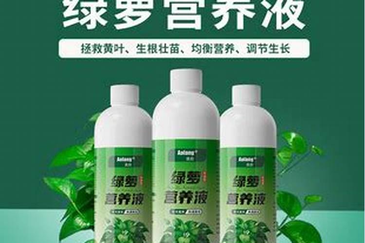 水培绿萝施什么肥？