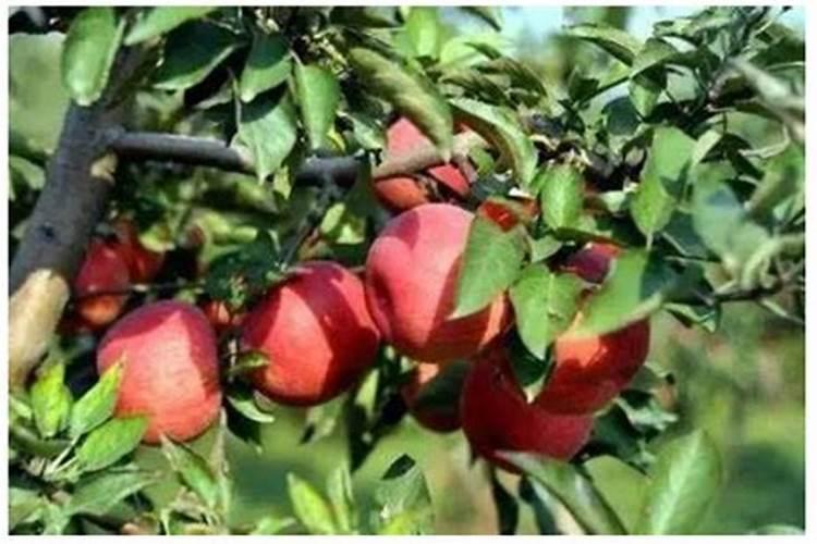 苹果上色最快打什么药 苹果上色打什么药最好