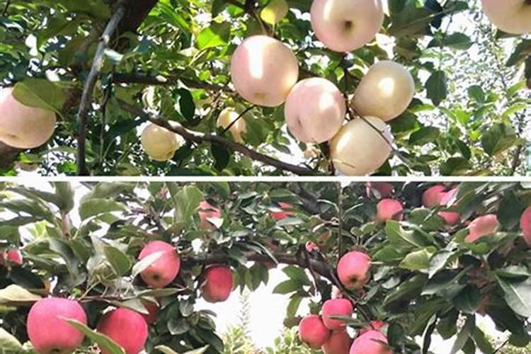 苹果上色最快的方法