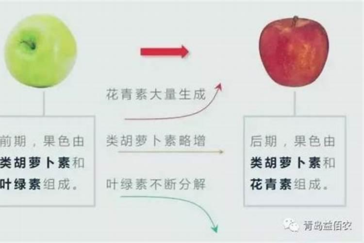 苹果上色最快打什么药 苹果上色打什么药最好