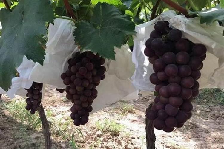 魏可葡萄如何拉穗？