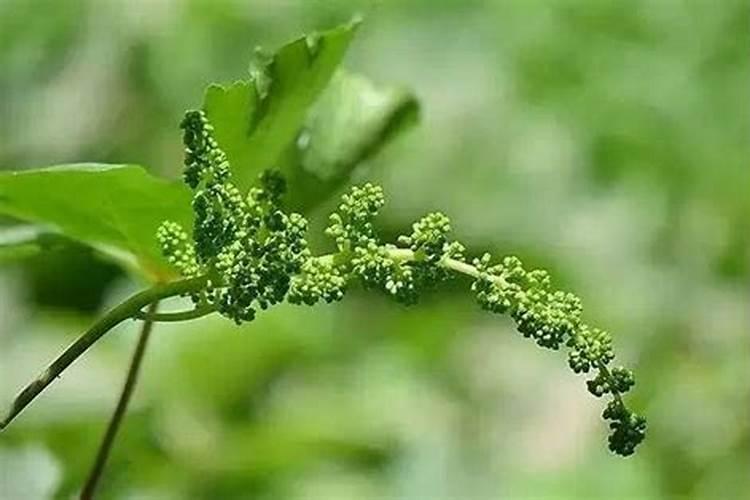 红艳天葡萄怎样垃花穗？