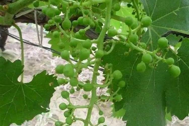 克瑞森葡萄拉穗用什么肥料好呢