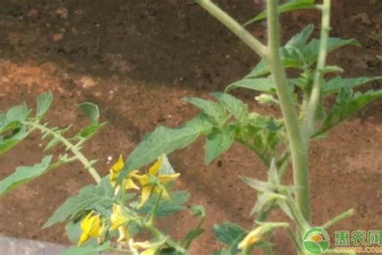 芸苔素和腐殖酸二氢钾混用吗