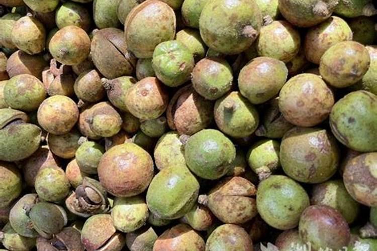 油茶树一年施几次肥料