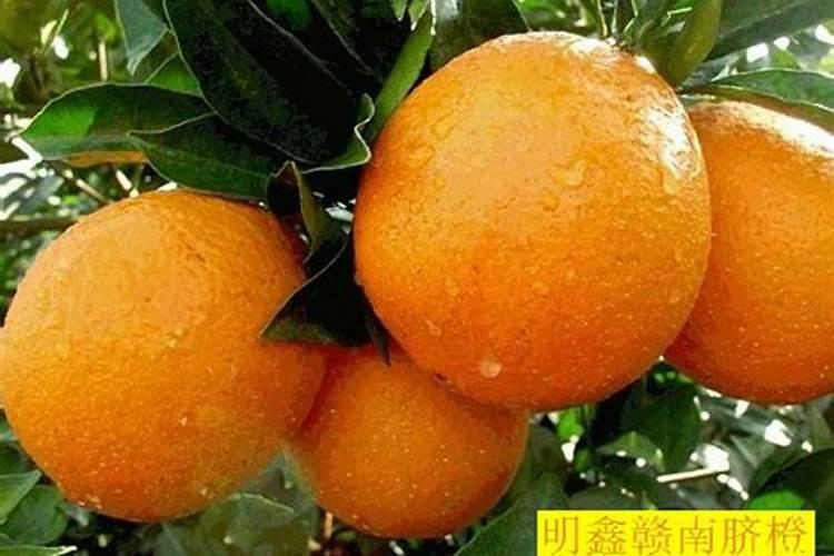 脐橙打什么药使果面干净亮色